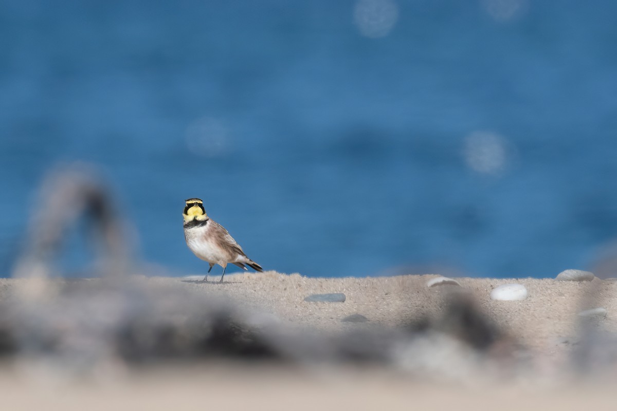 Horned Lark - ML505306051