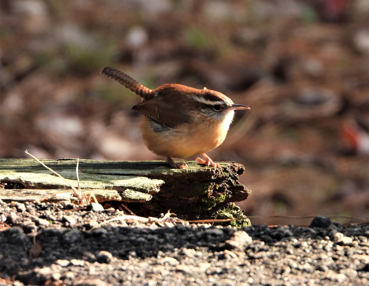 Carolina Wren - ML505306331