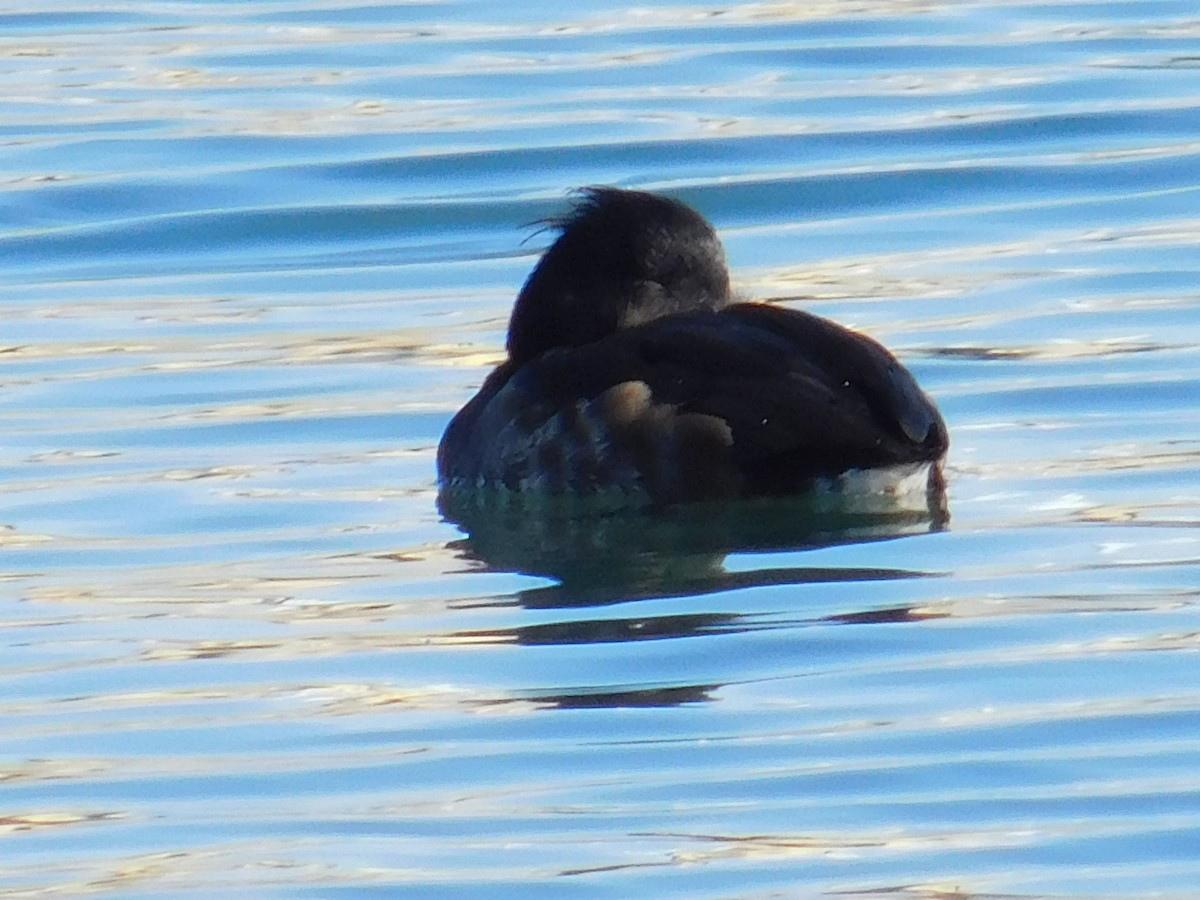 Tufted Duck - ML505306371