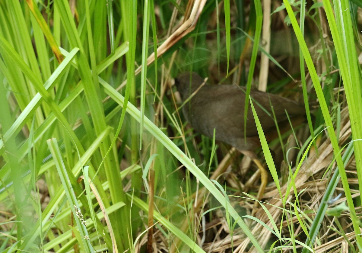 Pale-vented Bush-hen - ML50530751