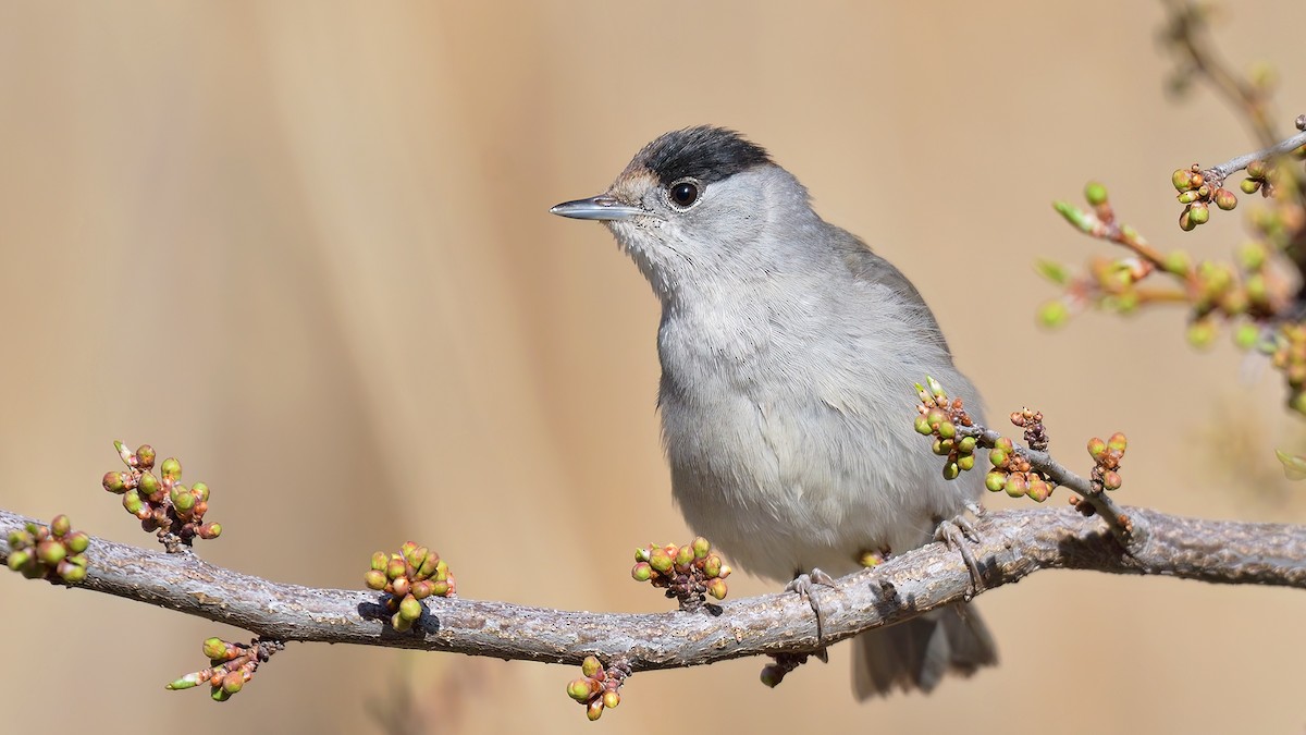 Eurasian Blackcap - Kuzey Cem Kulaçoğlu