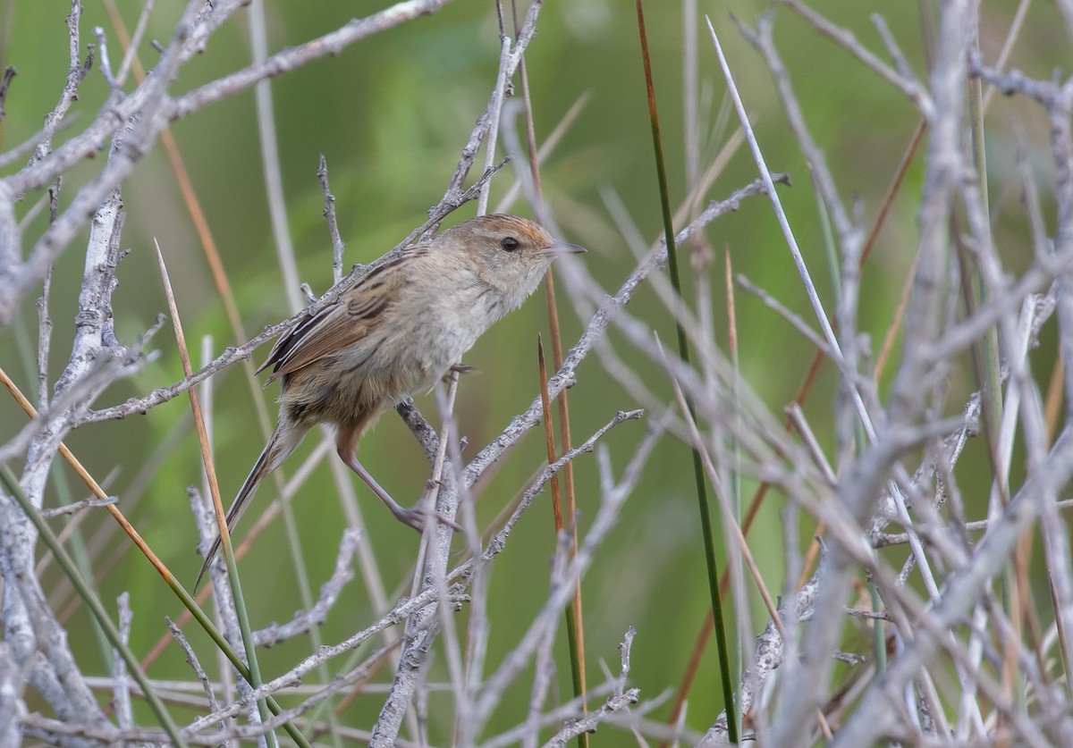 Little Grassbird - ML505308011