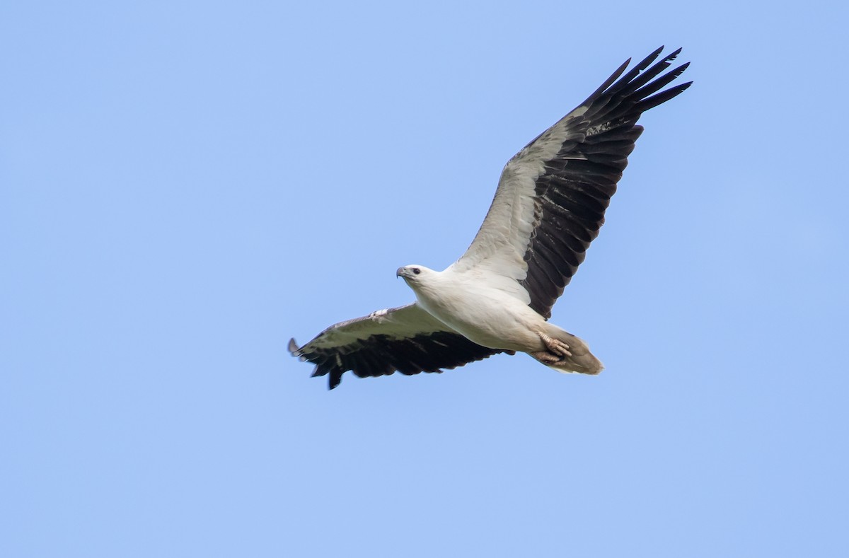 White-bellied Sea-Eagle - ML505308071