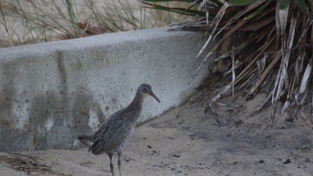 Clapper Rail (Atlantic Coast) - ML505308261