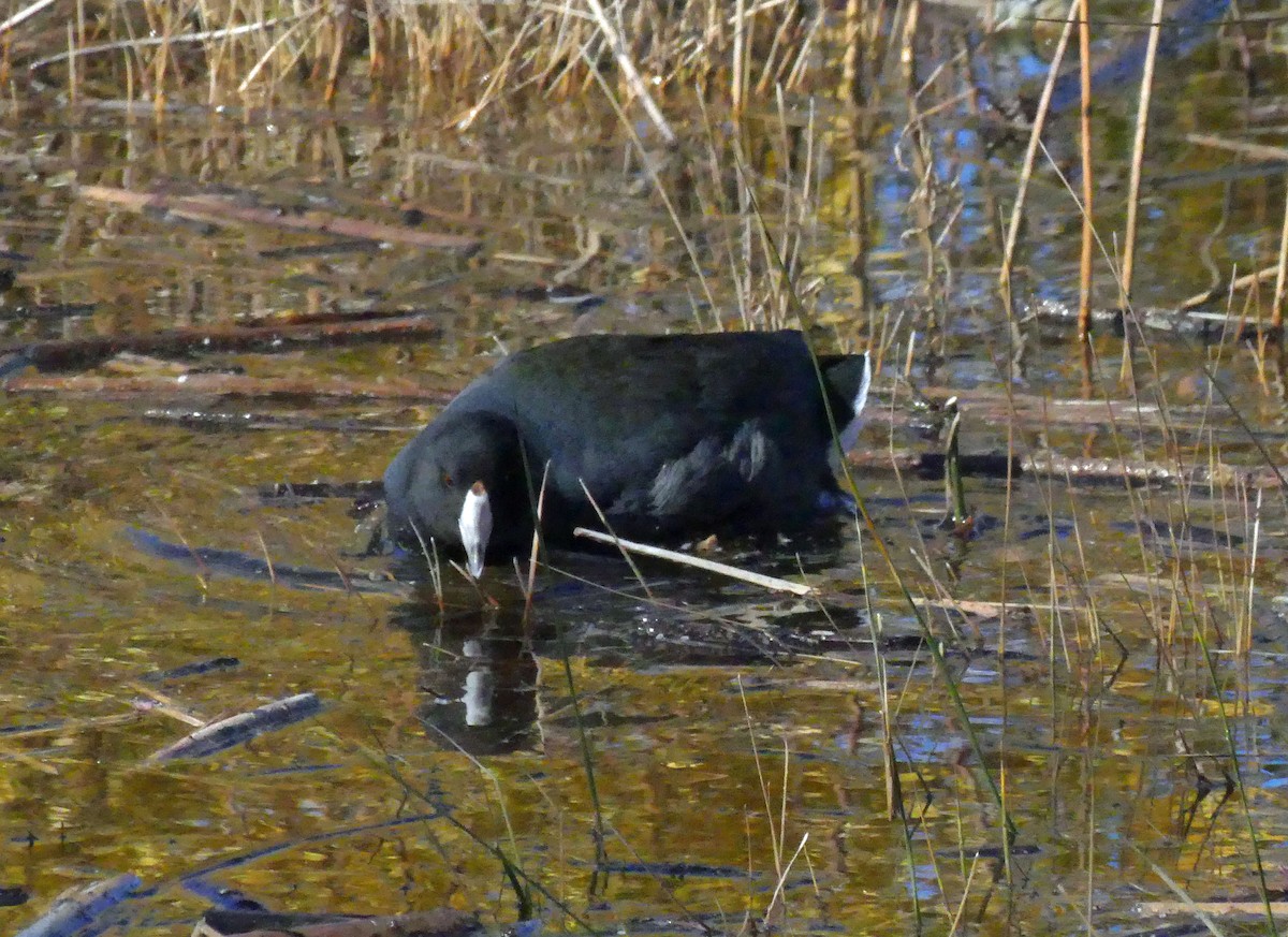 American Coot - ML505308291