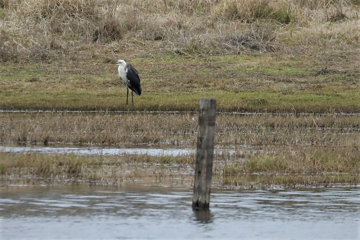 Pacific Heron - ML505308381