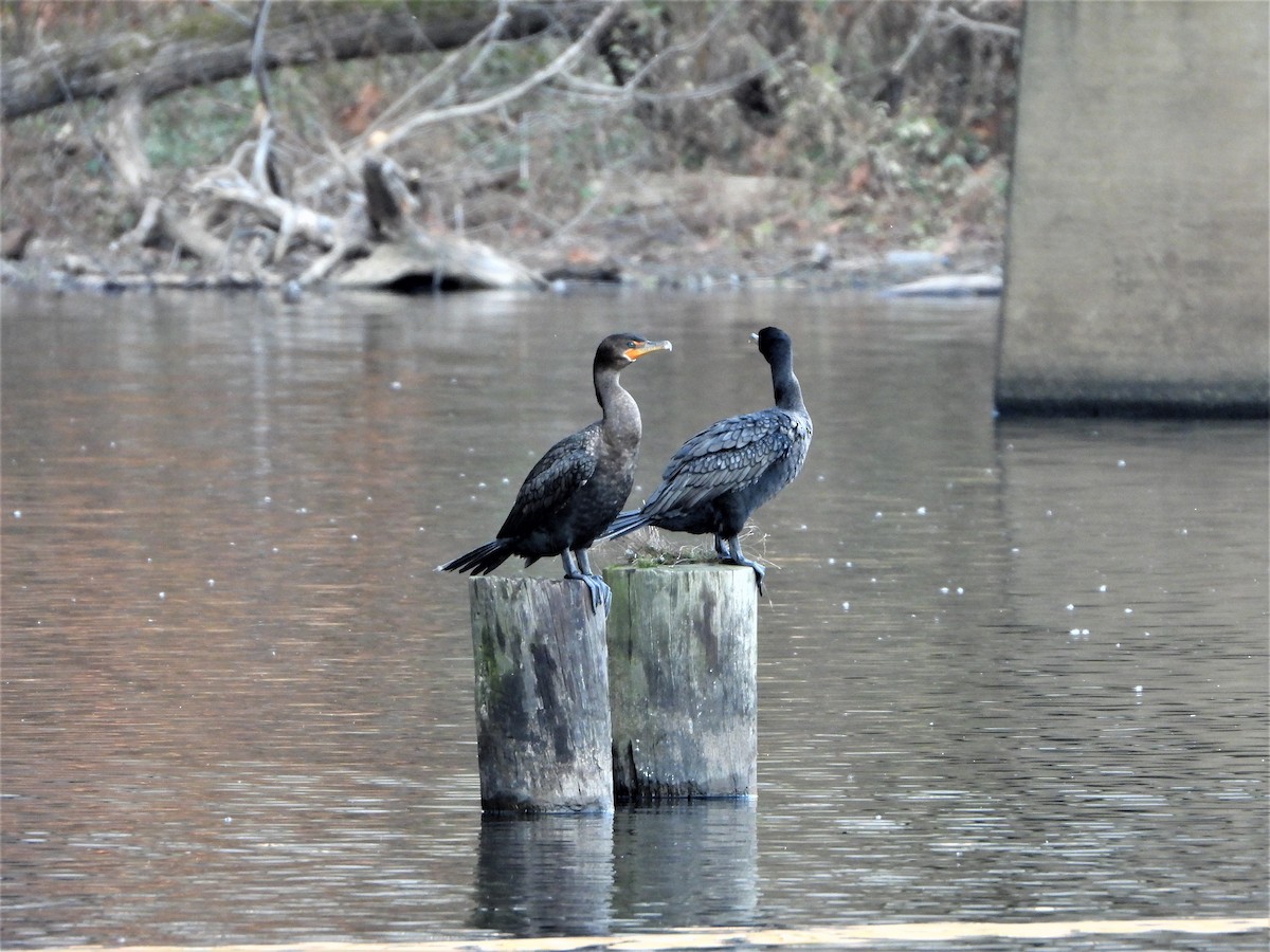 Double-crested Cormorant - ML505308541