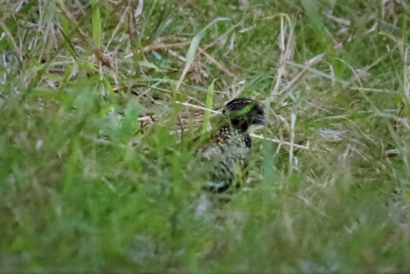 Black-breasted Buttonquail - ML505308831