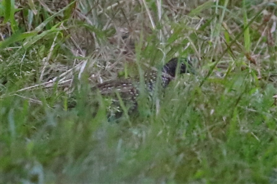 Black-breasted Buttonquail - ML505308861