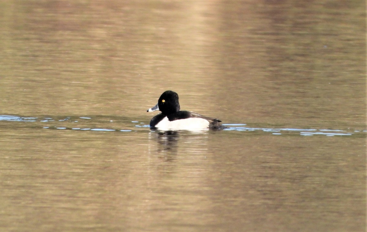 Ring-necked Duck - ML505309101