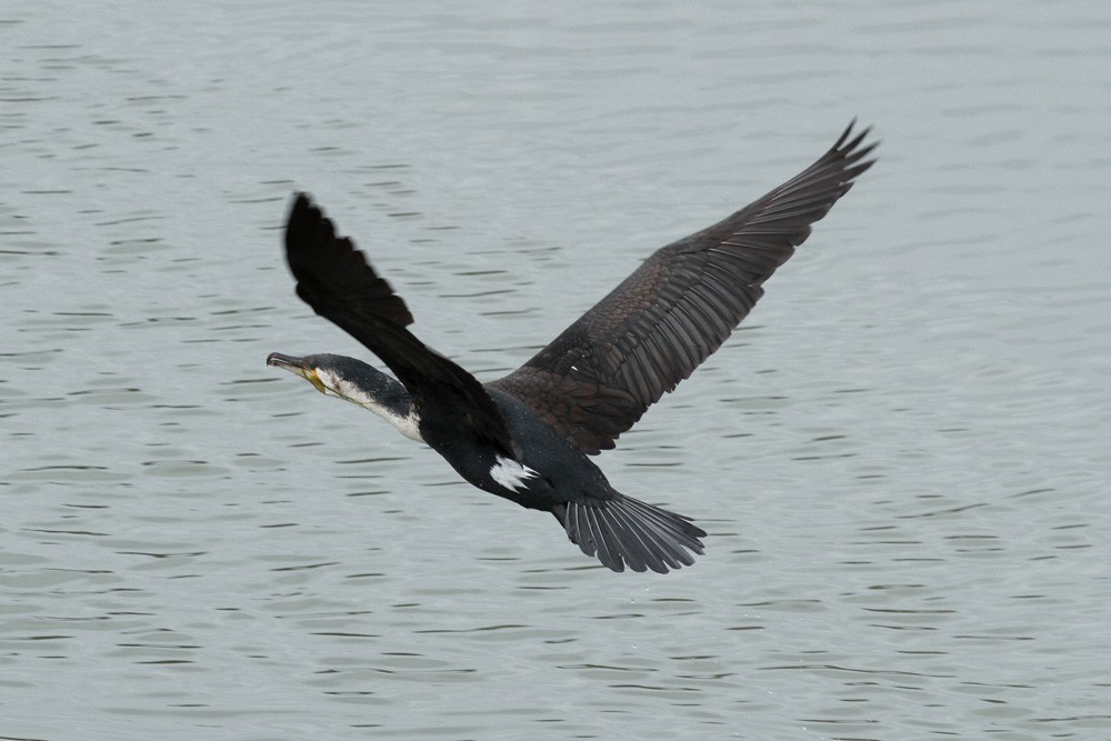 Cormorán Grande (marroquí) - ML50530921