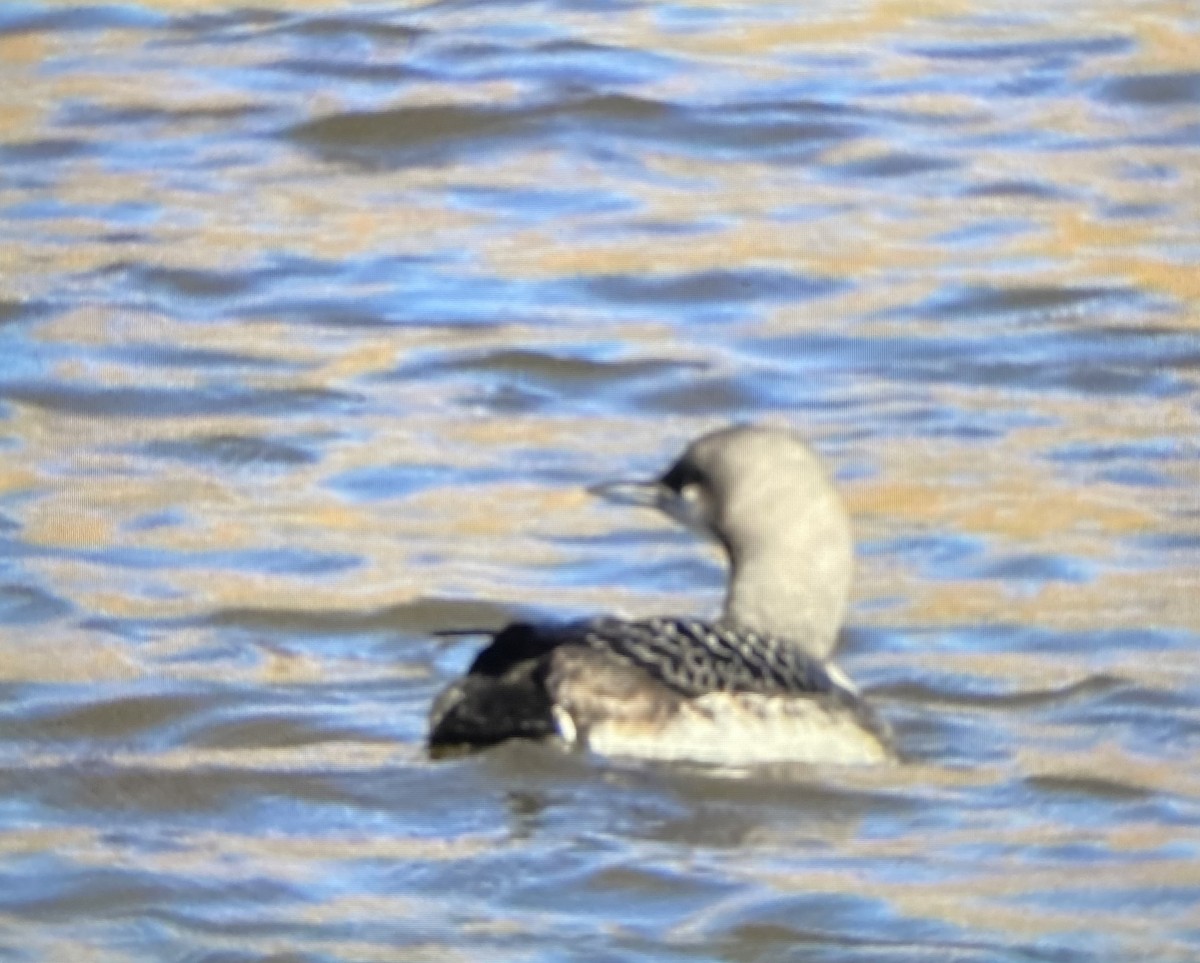 Pacific Loon - ML505309471
