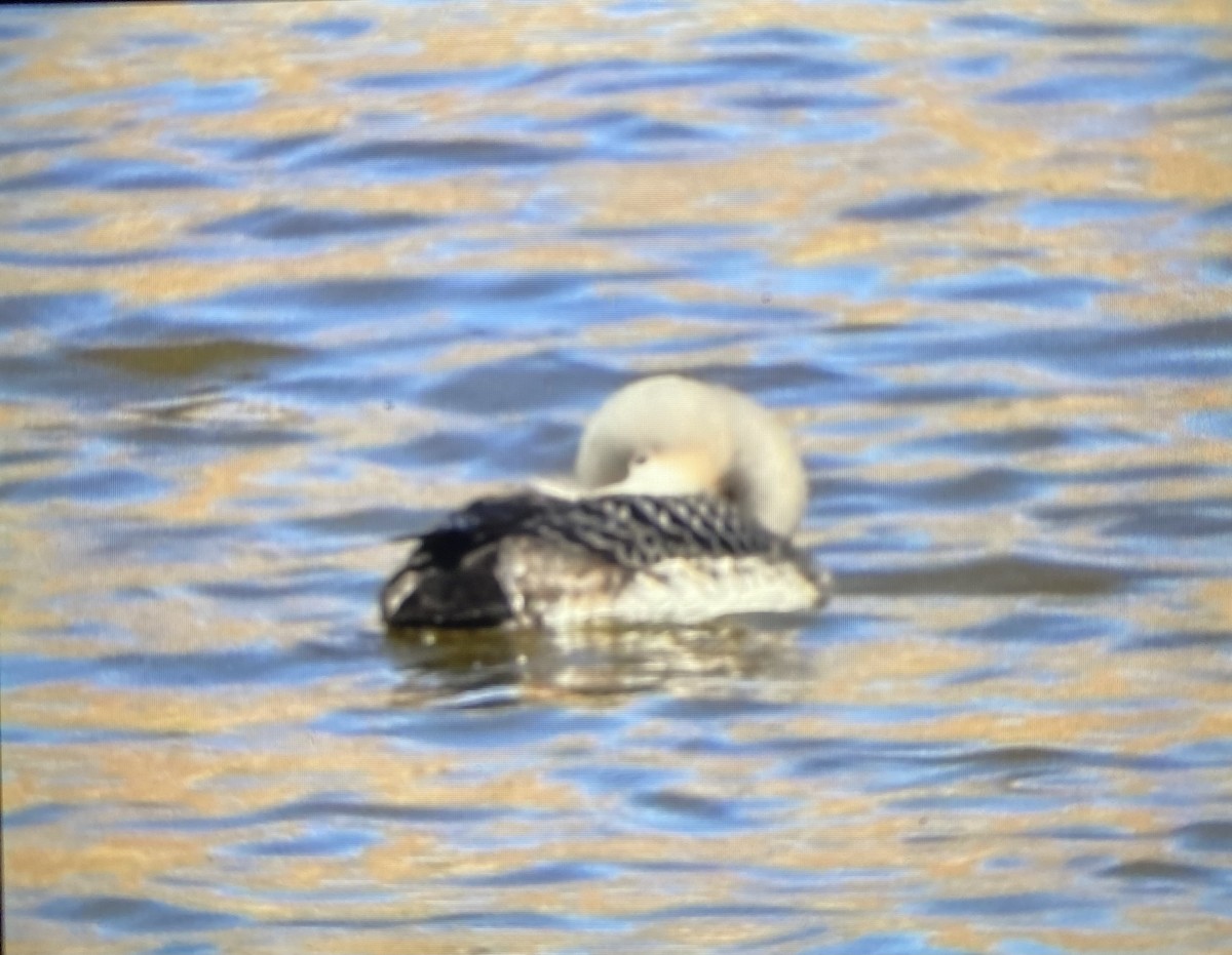 Pacific Loon - ML505309481