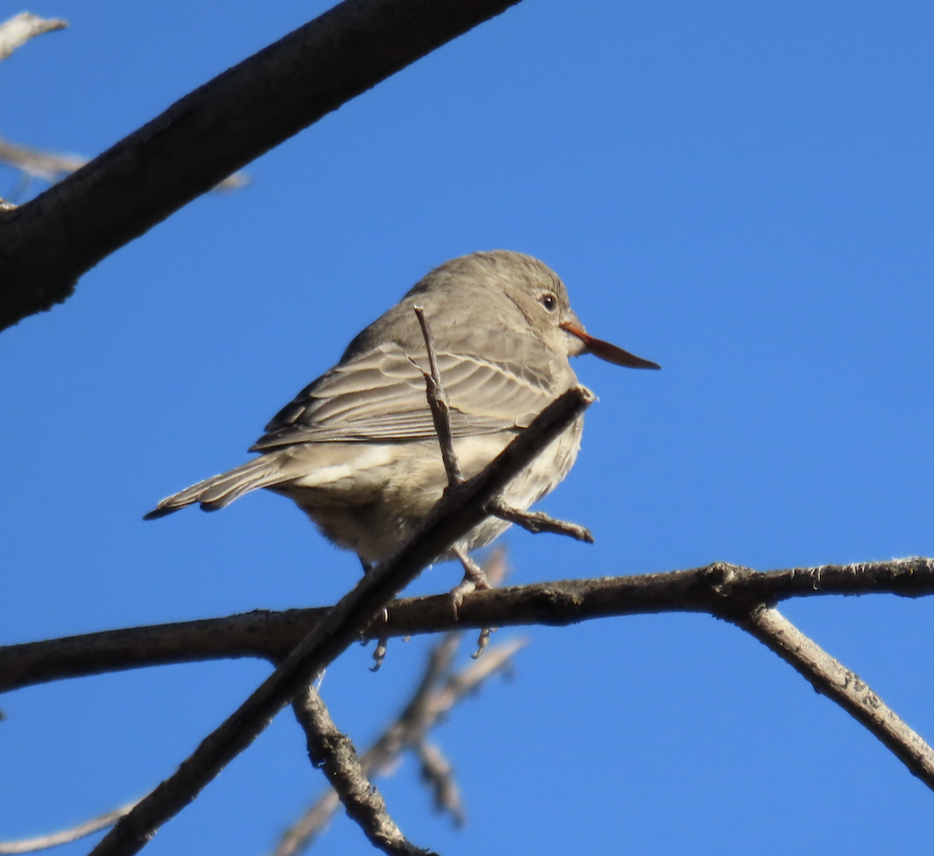 House Finch - ML505309671