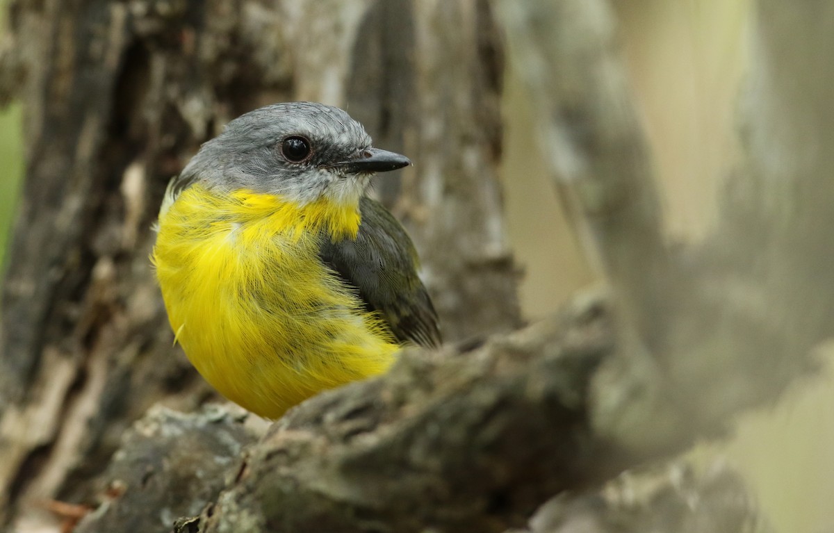 Eastern Yellow Robin - ML50530971