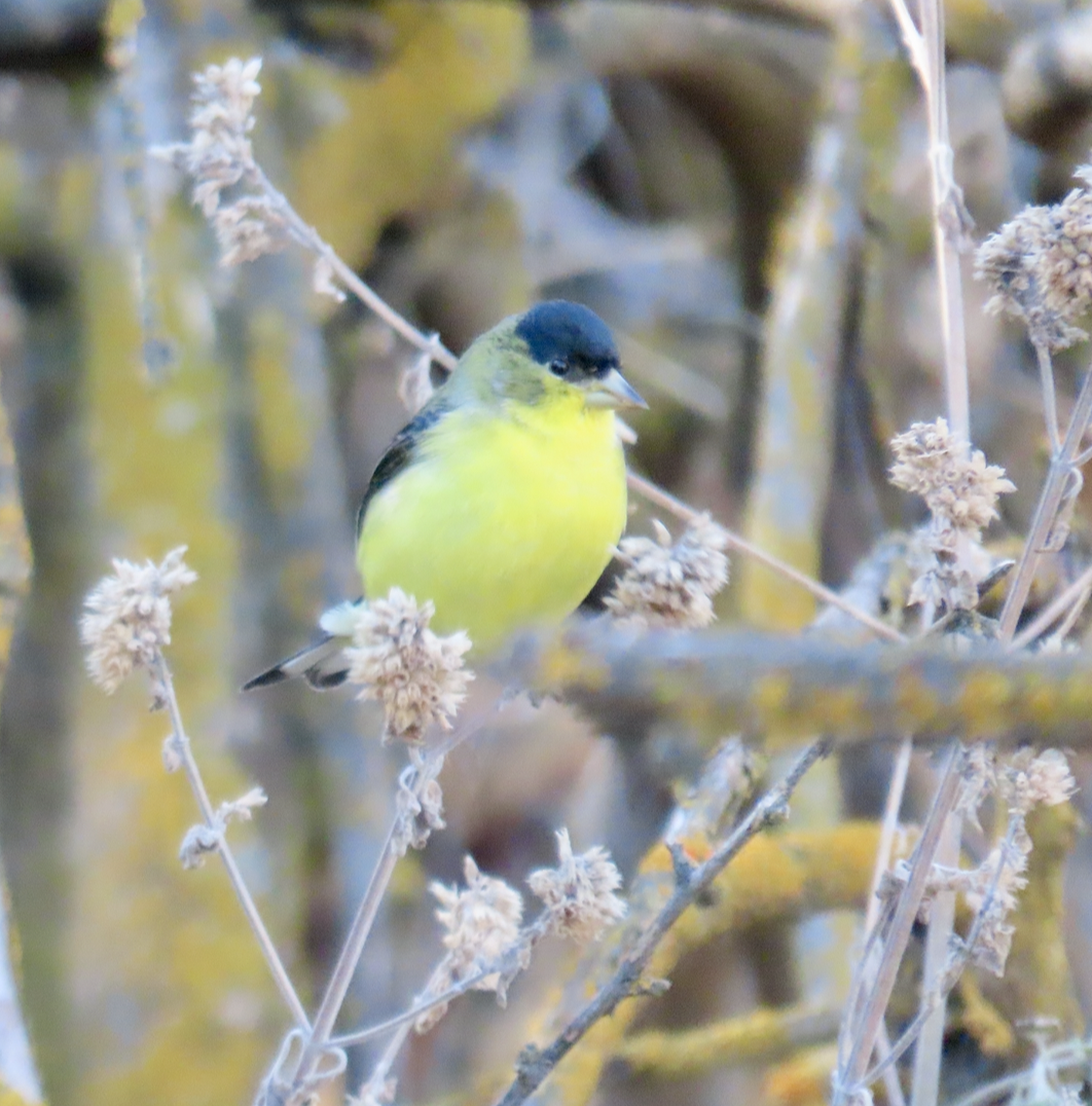 Lesser Goldfinch - ML505309711