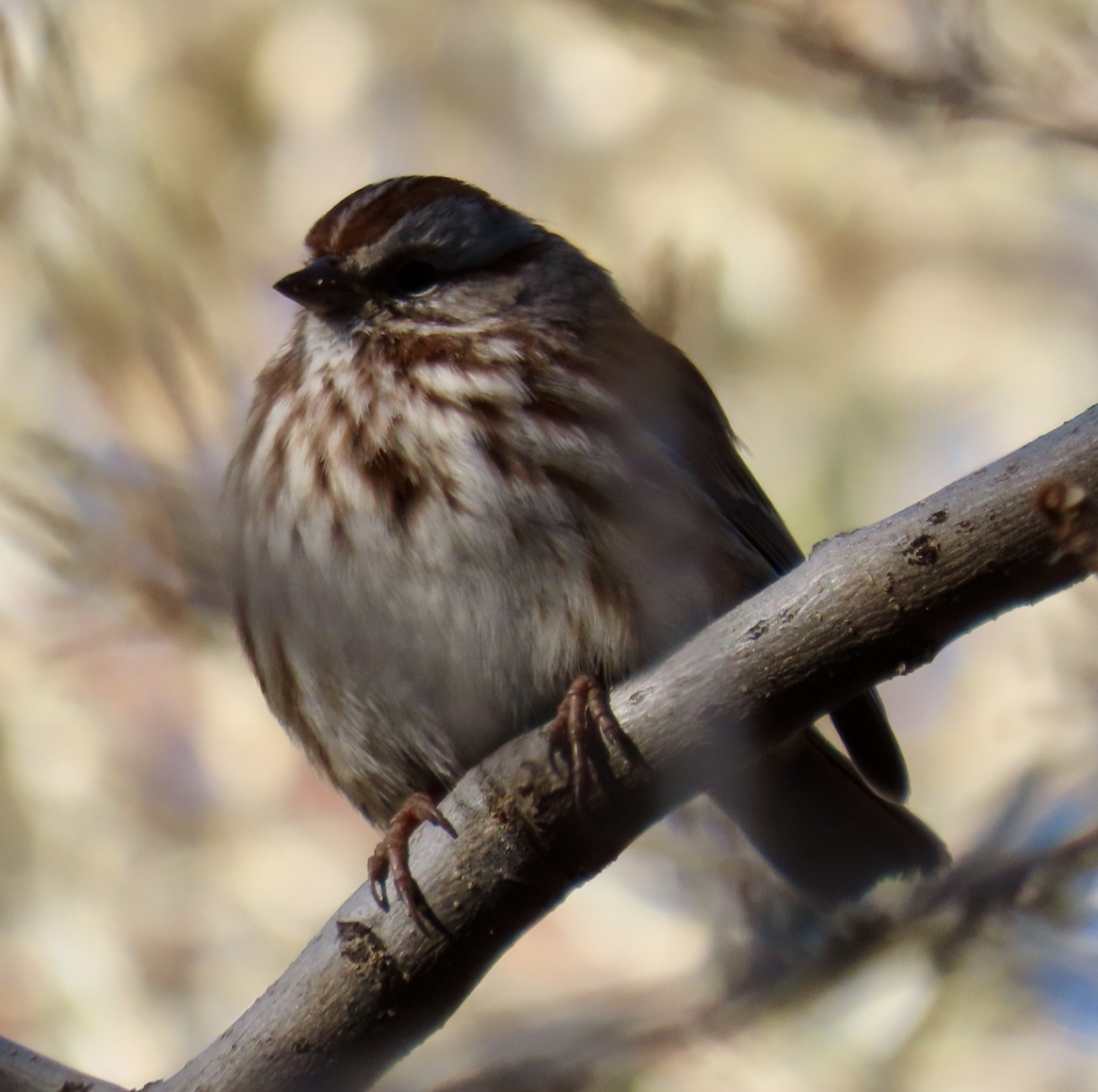 Song Sparrow - ML505309761