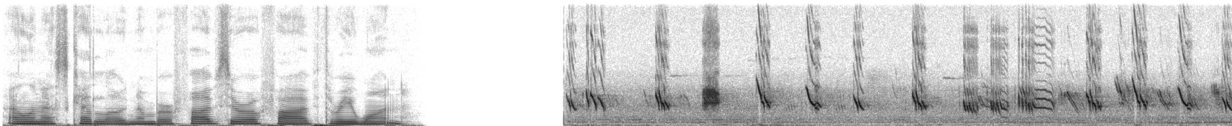 Purple Martin - ML50531