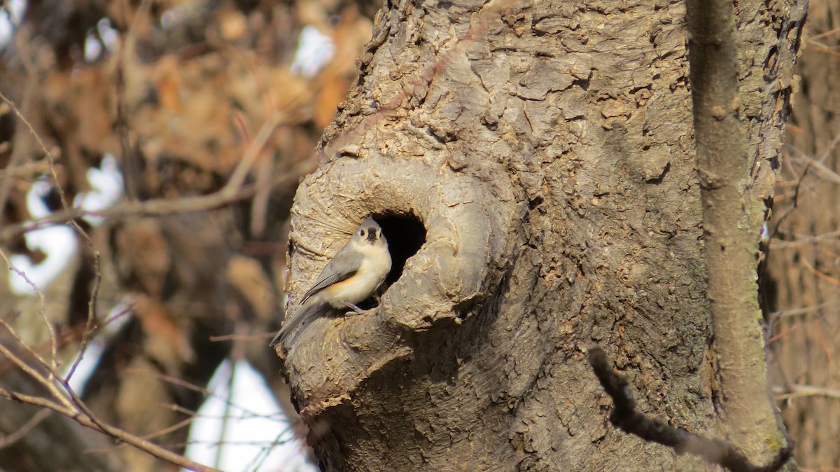 Tufted Titmouse - Lisa Owens