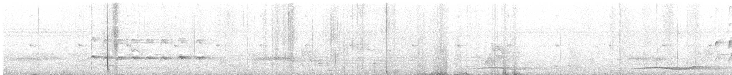 Méliphage gracile - ML505310701