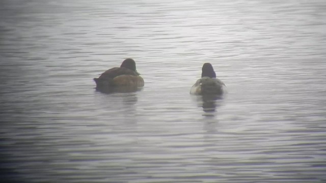 Greater Scaup - ML505313271
