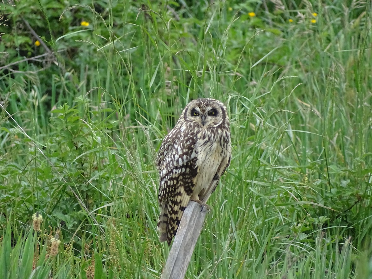 Short-eared Owl - Nicole Arcaya-Orrego