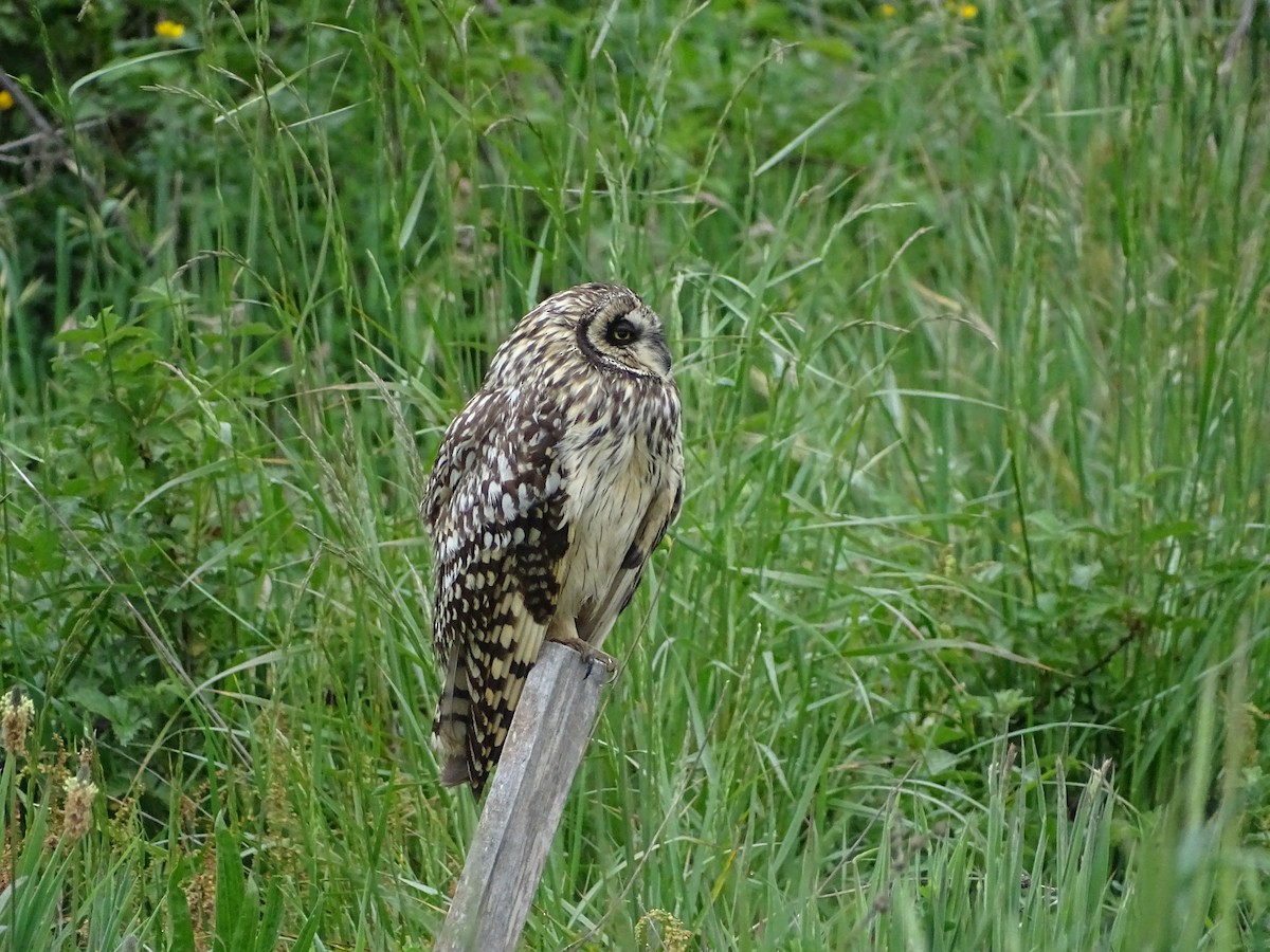 Short-eared Owl - Nicole Arcaya-Orrego