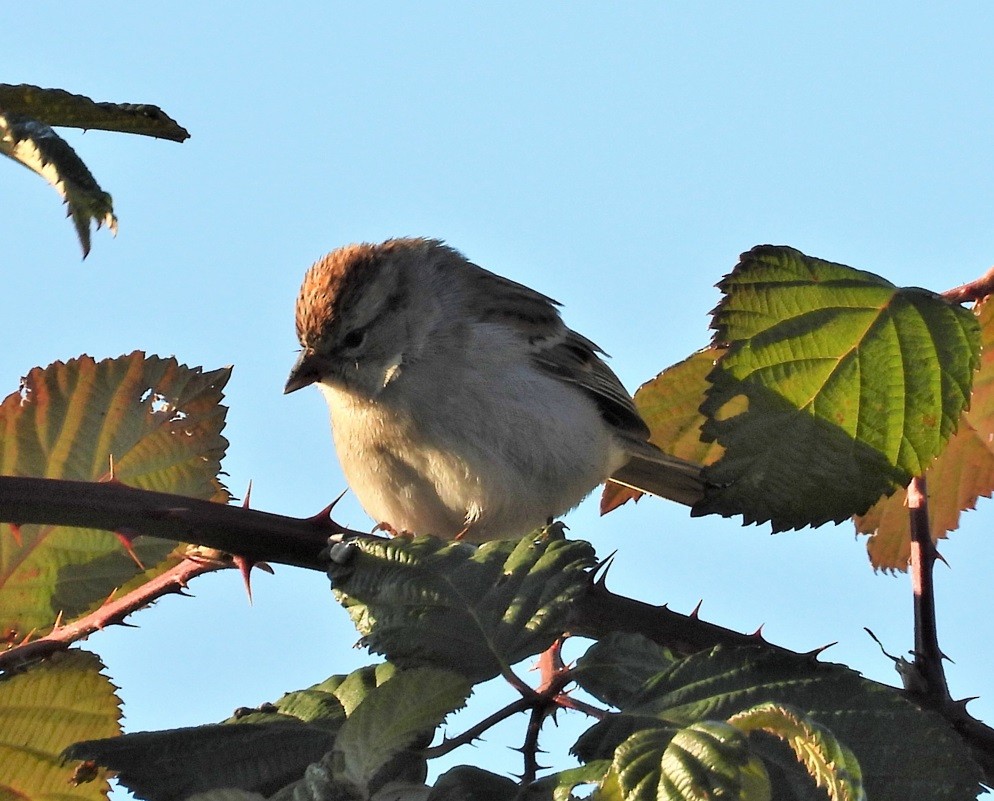 Chipping Sparrow - ML505313441