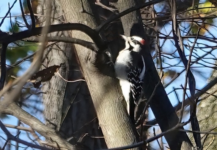 Hairy Woodpecker - ML505314621