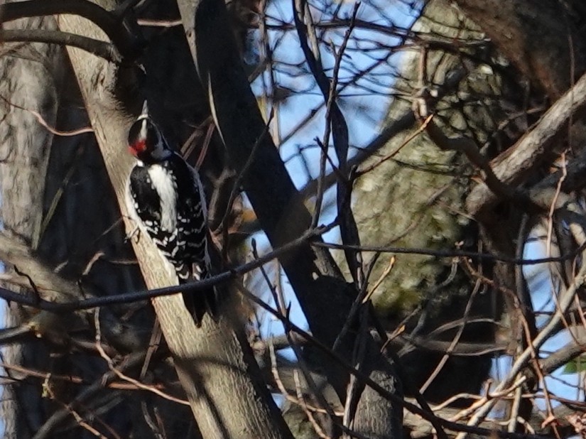 Hairy Woodpecker - ML505314751