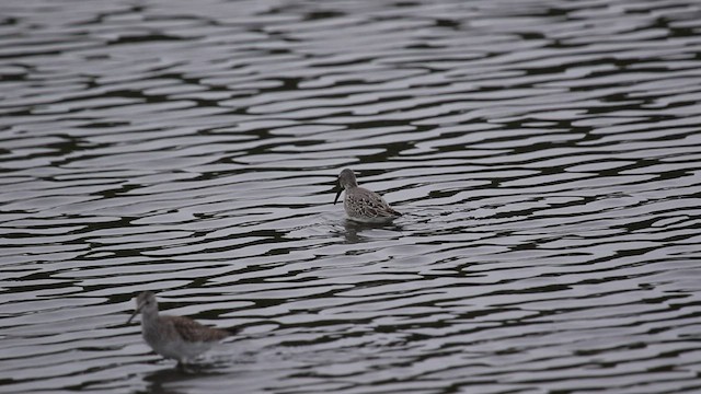 Stilt Sandpiper - ML505315931