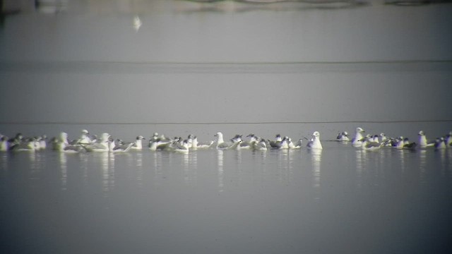 Short-billed Gull - ML505316281