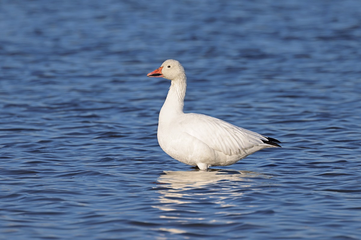 Snow Goose - ML505316381