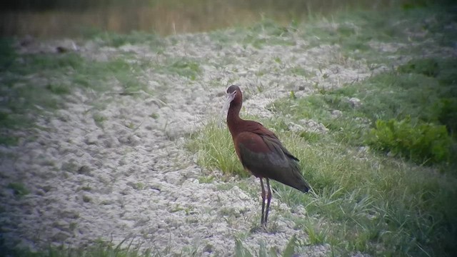ibis hnědý x americký (hybrid) - ML505316811