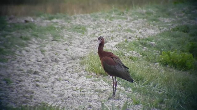 Hybride Ibis falcinelle x I. à face blanche - ML505316811