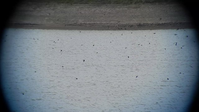 Golondrina/Avión sp. - ML505318391