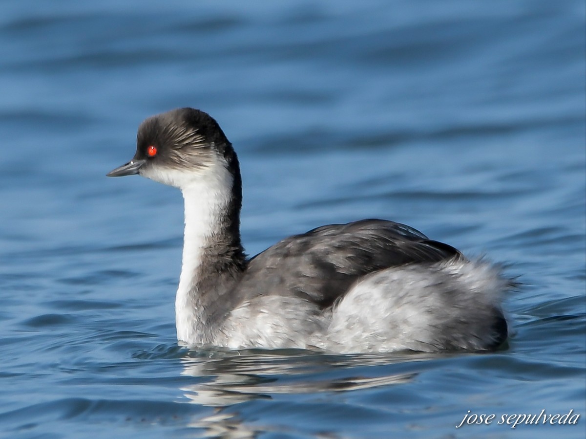 Silvery Grebe - ML505318461