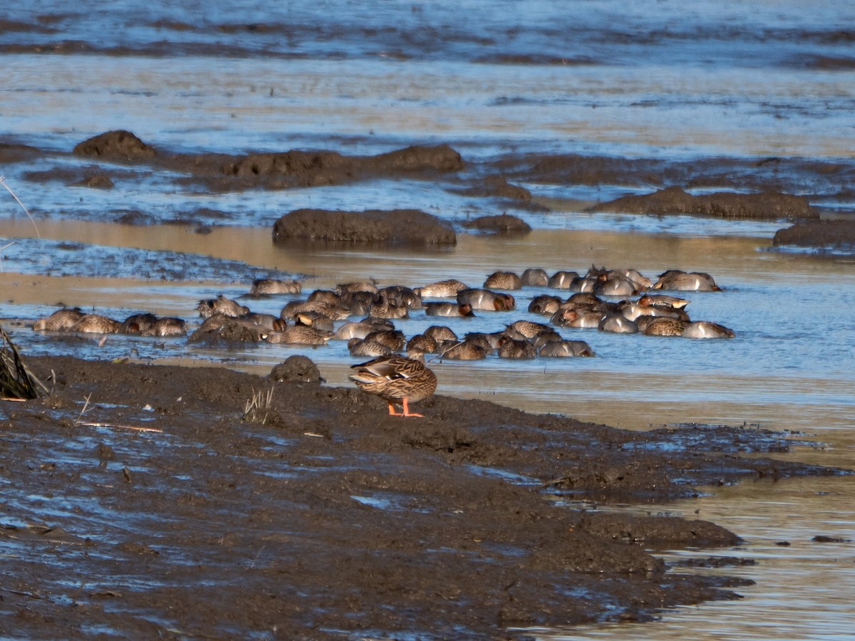 Green-winged Teal - ML505318581