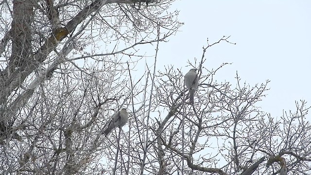 Pine Grosbeak - ML505319591