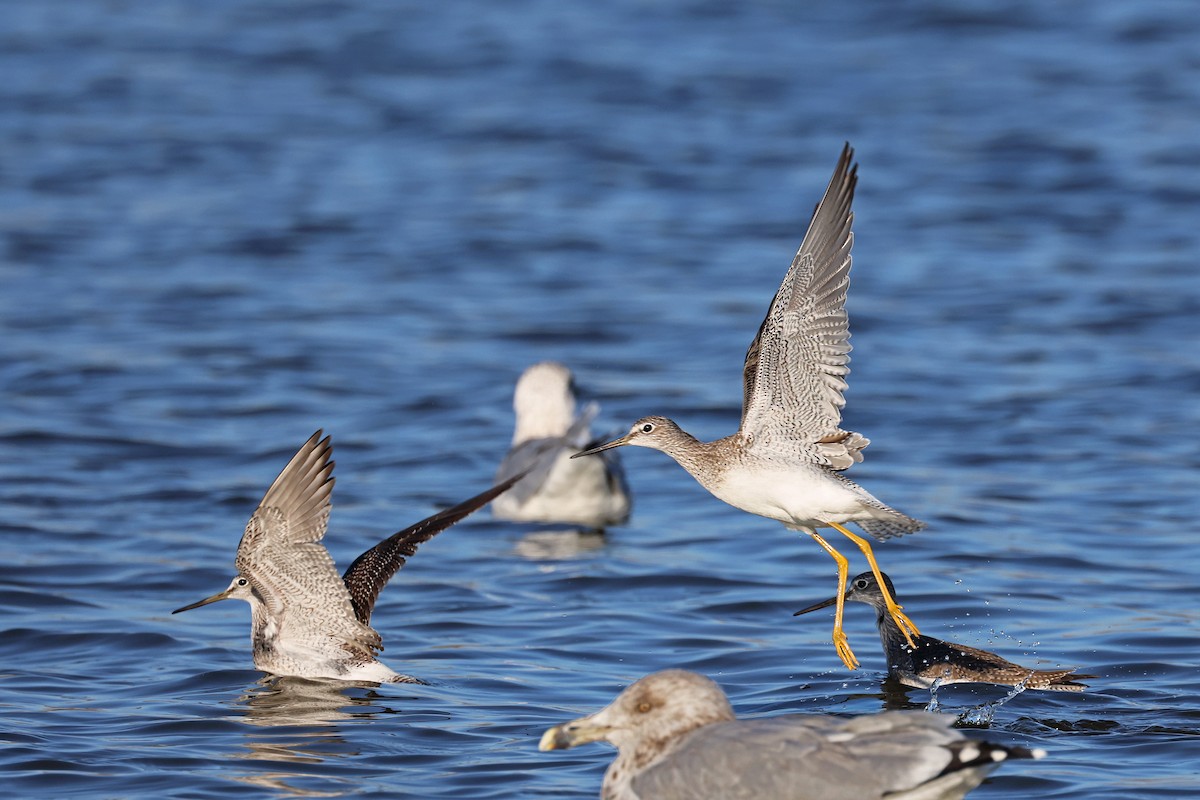 Greater Yellowlegs - Ming P.