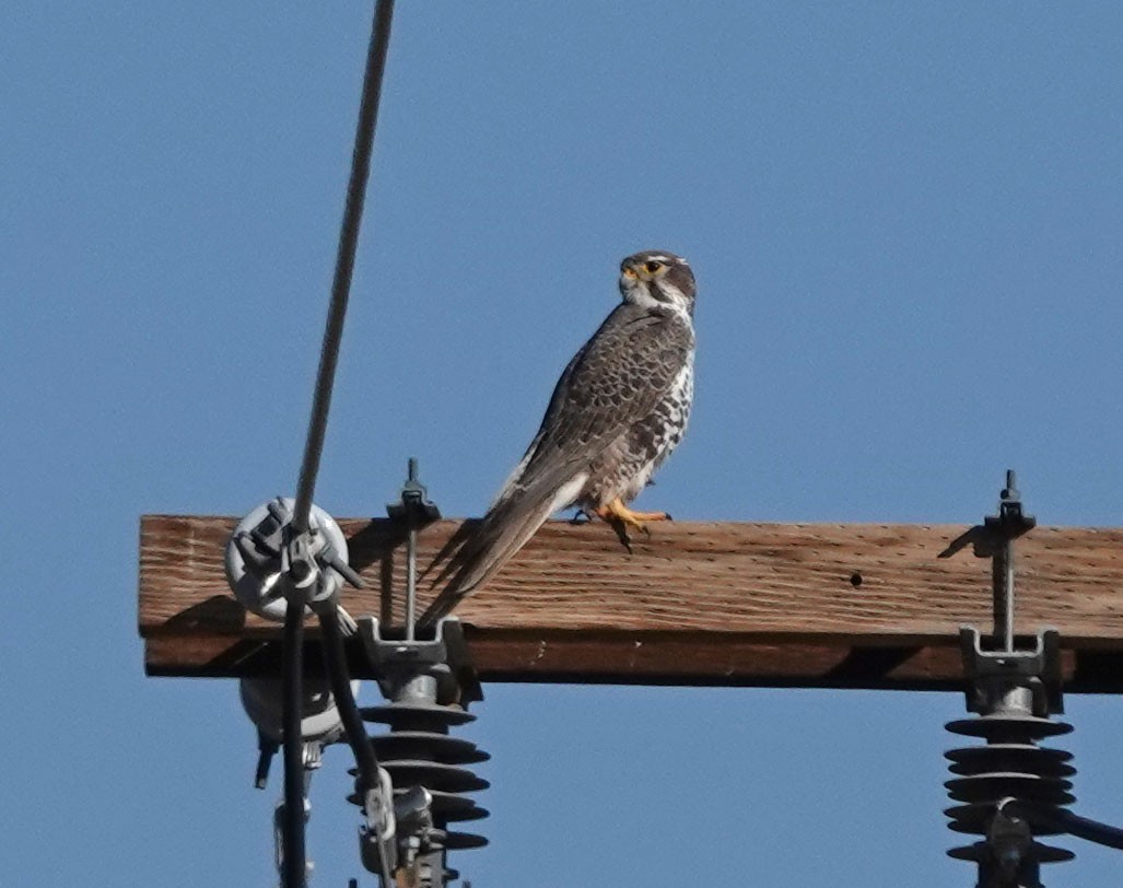 Prairie Falcon - ML505319791