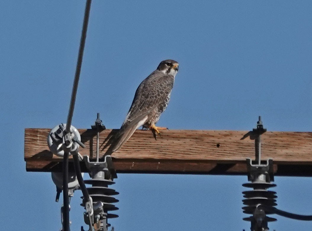 Prairie Falcon - ML505319801