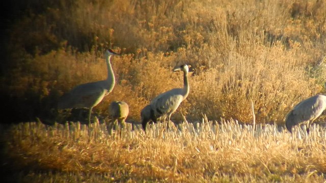 Common Crane - ML505320681