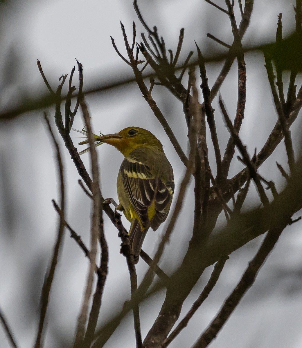 Western Tanager - Michele Louden