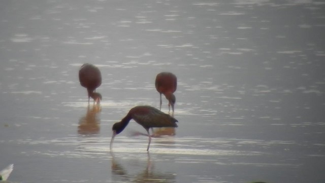 Glossy x White-faced Ibis (hybrid) - ML505323001