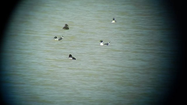 Redhead x Lesser Scaup (hybrid) - ML505323351