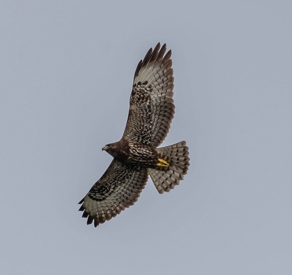 Short-tailed Hawk - Michele Louden