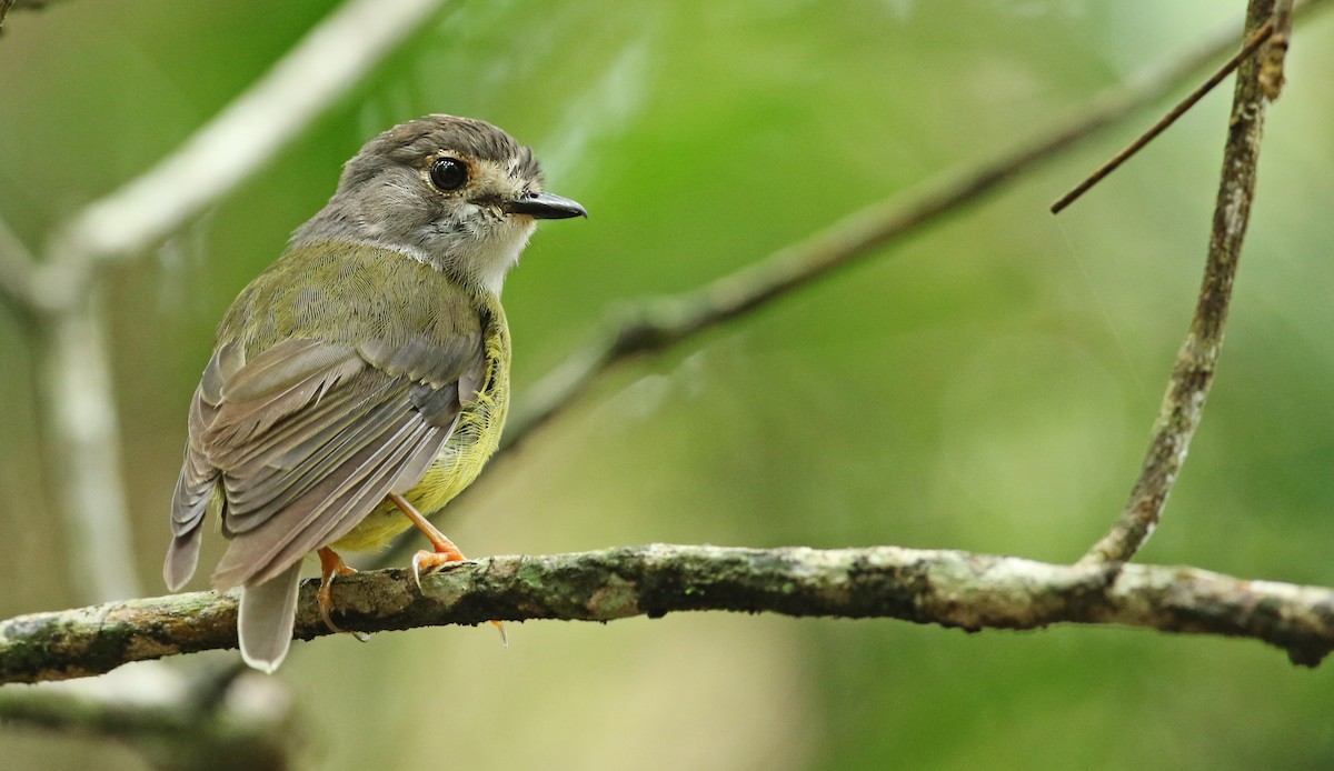 Pale-yellow Robin - ML50532441