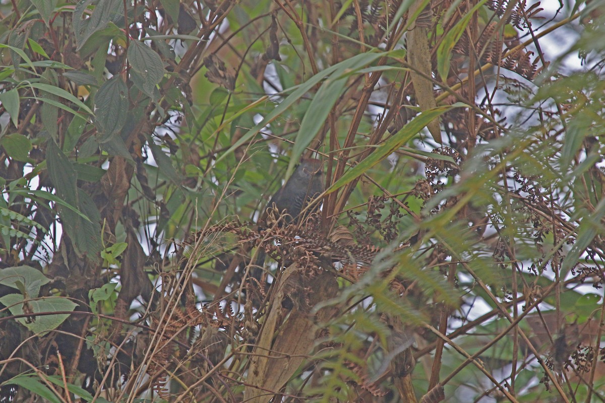 Rufous-capped Antshrike - ML505324871