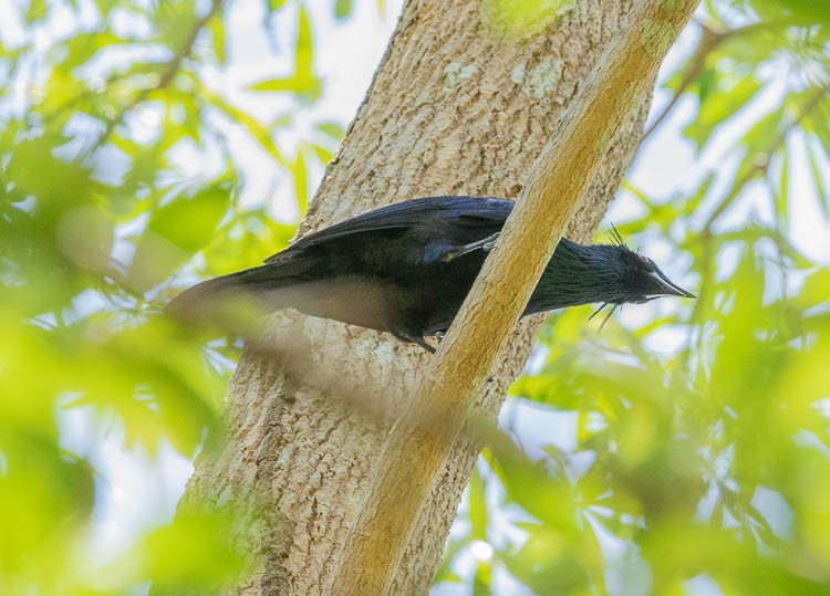 ナキカラスフウチョウ - ML505325211